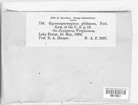 Gymnosporangium globosum image
